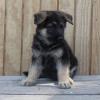 Puppies for sale Czech Republic, Prague German Shepherd Dog