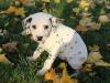 Puppies for sale Belgium, Bruges , Dalmatian