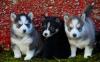 Puppies for sale USA, California, San Diego Haski