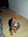 Puppies for sale Greece, Larissa Yorkshire Terrier