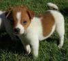 Puppies for sale Czech Republic, Presov Jack Russell Terrier