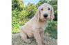 Puppies for sale Lithuania, Jonishkis Other breed, Labradoodle ppupies