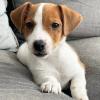 Puppies for sale Russia, Astrakhan Jack Russell Terrier