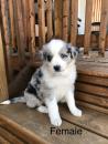 Puppies for sale Poland, Warsaw Australian Shepherd