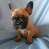 Puppies for sale USA, Wisconsin French Bulldog