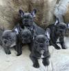 Puppies for sale Greece, Athens French Bulldog