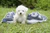 Puppies for sale Poland, Warsaw Bichon