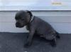 Puppies for sale Portugal, Braga Staffordshire Bull Terrier