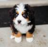 Puppies for sale Greece, Thessaloniki , bernese mountain dog