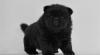 Puppies for sale Germany, Frankfurt Chow Chow