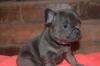 Puppies for sale Ireland, Dublin French Bulldog