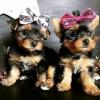 Puppies for sale Netherlands, NEC Yorkshire Terrier