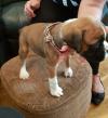 Puppies for sale Ireland, Cork Boxer