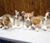 Puppies for sale Luxembourg, Luxembourg Other breed