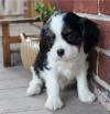 Puppies for sale Ireland, Dublin King Charles Spaniel