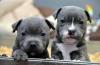 Puppies for sale Greece, Piraeus Staffordshire Bull Terrier