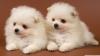 Puppies for sale Greece, Thessaloniki Pomeranian Spitz