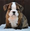 Puppies for sale Ireland, Waterford English Bulldog