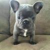 Puppies for sale Lithuania, Elektrenai French Bulldog