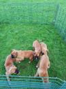 Puppies for sale Greece, Patra Boxer