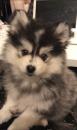 Puppies for sale Belarus, Gomel Pomeranian Spitz