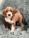 Puppies for sale Greece, Athens , Goldendoodle