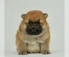 Puppies for sale Canada, Ontario, Toronto Chow Chow