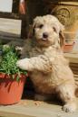 Puppies for sale Canada, Quebec , Labradoodle