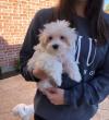 Puppies for sale Canada, Quebec Maltese