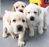 Puppies for sale Spain, Badajoz , labrador