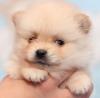 Puppies for sale Ireland, Sligo Pomeranian Spitz