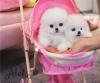 Puppies for sale Germany, Gelsenkirchen Pomeranian Spitz