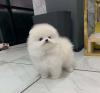 Puppies for sale Ireland, Waterford Pomeranian Spitz