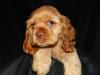 Puppies for sale Latvia, Ogre Haski