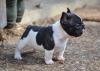 Puppies for sale Russia, Omsk French Bulldog