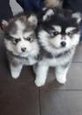 Puppies for sale Ukraine, Sumi Pomeranian Spitz