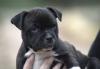 Puppies for sale Spain, Lerida Staffordshire Bull Terrier