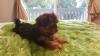 Puppies for sale Greece, Heraklion Yorkshire Terrier