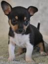 Puppies for sale Sweden, Norcheping Chihuahua
