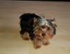 Puppies for sale Ireland, Cork Yorkshire Terrier