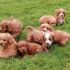 Puppies for sale Ireland, Dublin Other breed, CAVAPOO