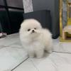 Puppies for sale USA, California, San Francisco Pomeranian Spitz