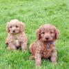 Puppies for sale Spain, Granada Other breed, CAVAPOO