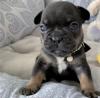 Puppies for sale USA, New Mexico French Bulldog