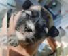 Puppies for sale Canada, Ontario, Toronto Havanese