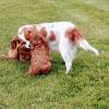 Puppies for sale Ireland, Dublin Other breed, CAVAPOO