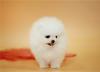 Puppies for sale Poland, Warsaw Pomeranian Spitz