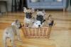 Puppies for sale Lithuania, Rokiskis French Bulldog, French Bulldog