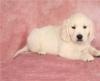 Puppies for sale Ireland, Dublin Golden Retriever