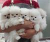 Puppies for sale USA, California Pomeranian Spitz